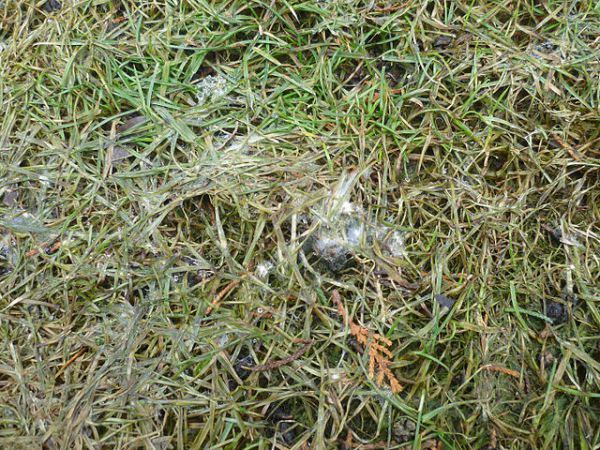 Kunstrasenfeld an den HC Wacker in München Sendling