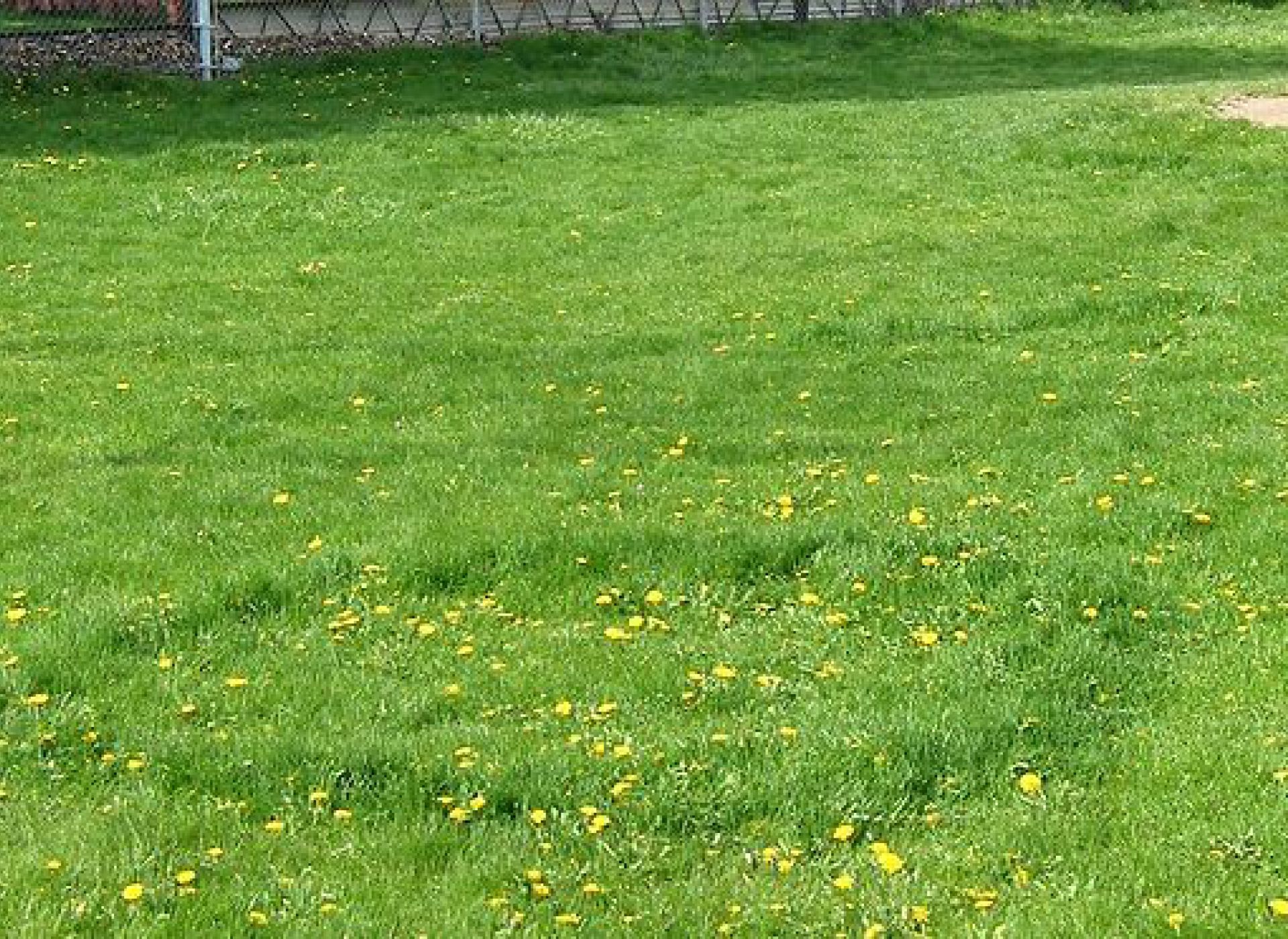 Schneeschimmel @Kris Lord