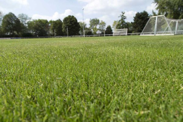 Rasen für Fussball Training in Heidelberg Kirchheim